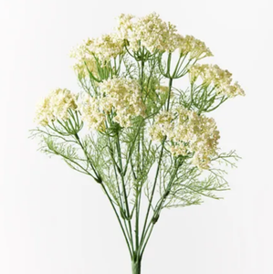 Queen Annes Lace Bush White 42cm