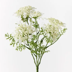 Queen Annes Lace Bush White 37cm