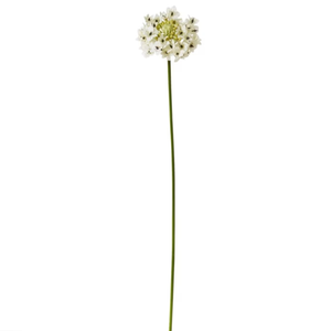 Star Flower Stem White 13x7x76cm