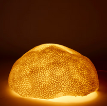 Load image into Gallery viewer, Coral Lamp Starlet White 35x31x18cm
