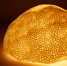 Load image into Gallery viewer, Coral Lamp Starlet White 35x31x18cm
