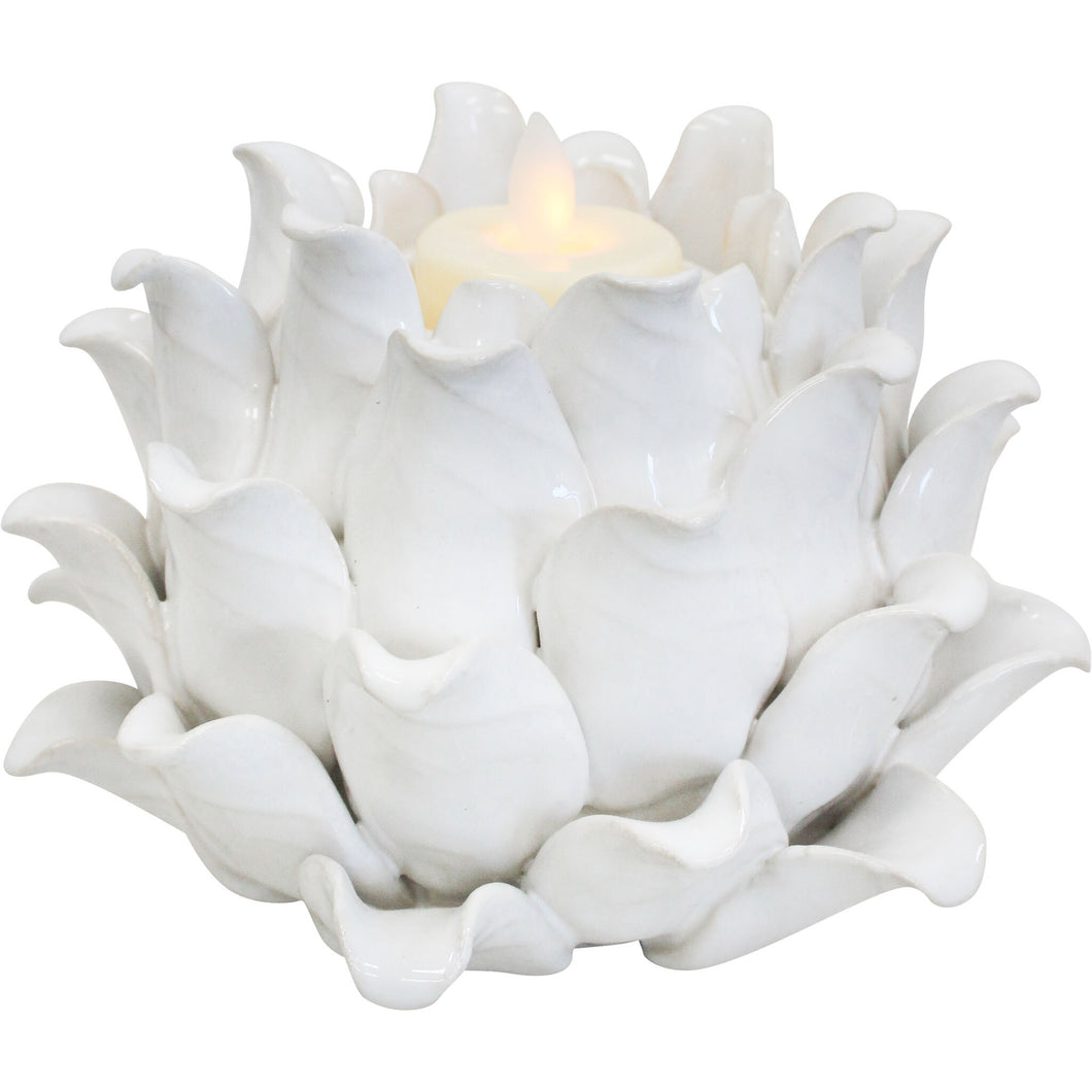 Echeveria Tealight Ivory